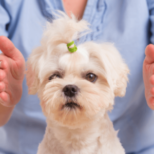 Animal Reiki Certificate