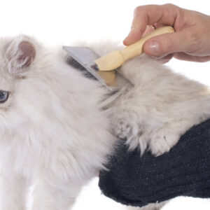 Introduction to Cat Grooming and Health Certification