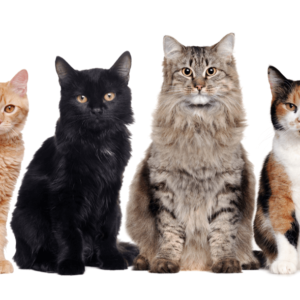 Cattery Business Certification