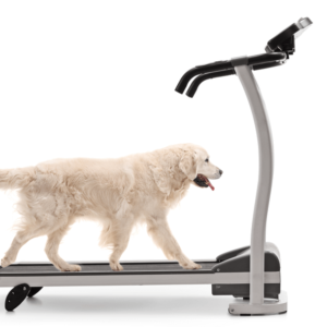 Dog Training: Train Your Dog to Walk on a Treadmill Certification