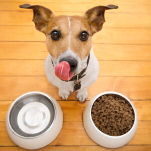 Pet Nutrition Diploma