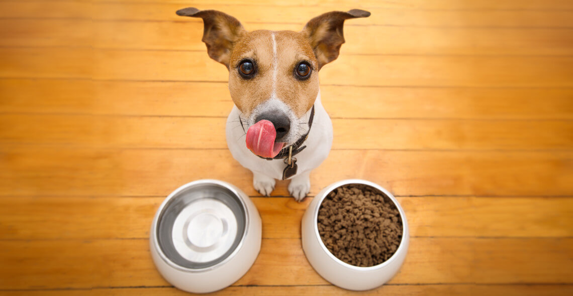 Pet Nutrition Diploma