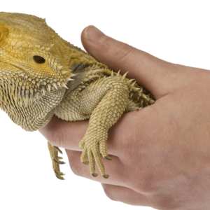 Introduction to Reptile Care Certification