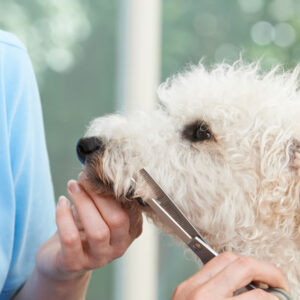 Dog Grooming Diploma