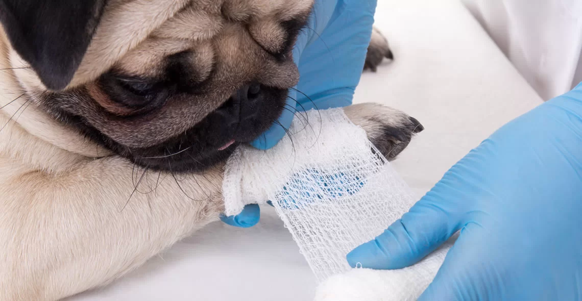 Pet First Aid Certification