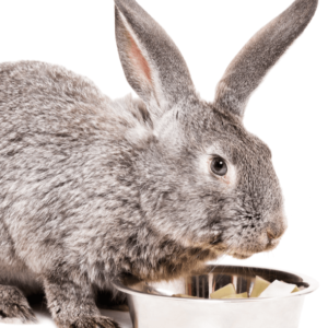 Rabbit Care Certification