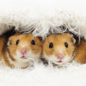Rat/Mouse/Hamster Care Certification