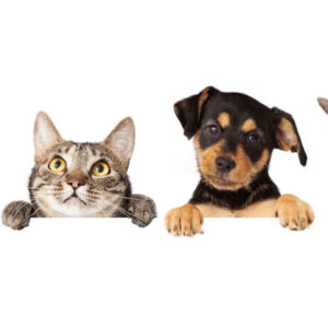 Animal Physiotherapy Certification