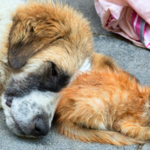 Stray and Feral Welfare Management Certification